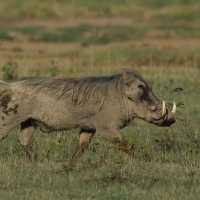 Guziec zwyczajny - Phacochoerus africanus - Common Warthog