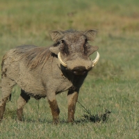 Guziec zwyczajny - Phacochoerus africanus - Common Warthog