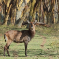 Kob śniady - Kobus ellipsiprymnus - Waterbuck