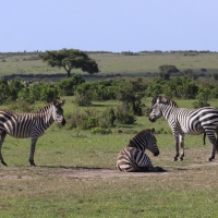 Zebra stepowa - Equus quagga - Common zebra