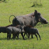 Guziec zwyczajny - Phacochoerus africanus - Common Warthog