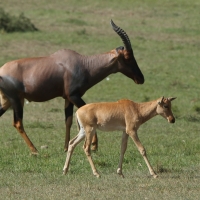 Sasebi właściwy - Damaliscus  lunatus - Topi
