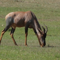 Sasebi właściwy - Damaliscus  lunatus - Topi