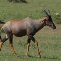 Sasebi właściwy - Damaliscus  lunatus - Topi