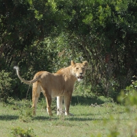 Lew afrykański - Panthera leo - Lion 