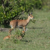 Antylopik zwyczajny - Raphicerus campestris - Steenbok