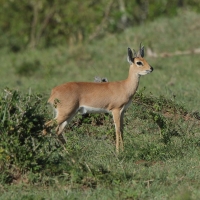Antylopik zwyczajny - Raphicerus campestris - Steenbok