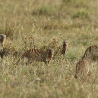 Mangusta pręgowana - Mungos mungo - Banded mangoose