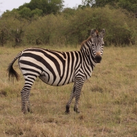 Zebra stepowa - Equus quagga - Common zebra