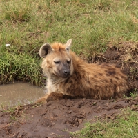 Krokuta cętkowana - Spotted hyaena