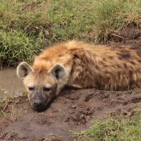 Krokuta cętkowana - Spotted hyaena
