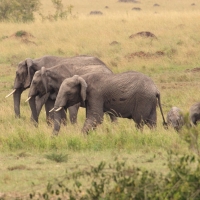 Słoń afrykański - Loxodonta africana -  African savanna elephant 