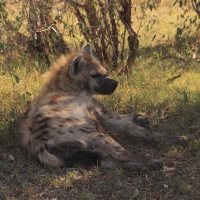 Krokuta cętkowana - Spotted hyaena