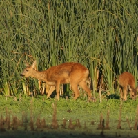 Sarna - Capreolus capreolus - Roe deer