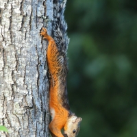 Wiewiórka zmienna - Sciurus variegatoides - Variegated squirrel