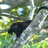 Wyjec płaszczowy - Alouatta palliata - Mantled Howler 