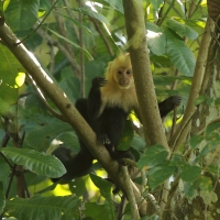 Kapucynka czarnobiała - Cebus capucinus - White-faced capuchin