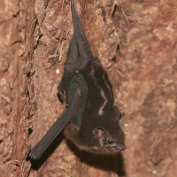 Długonosek amerykański - Rhynchonycterus naso - Proboscis bat