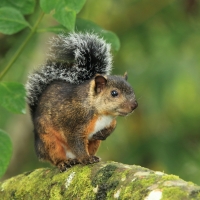 Wiewiórka zmienna - Sciurus variegatoides - Variegated squirrel