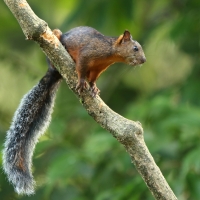 Wiewiórka zmienna - Sciurus variegatoides - Variegated squirrel
