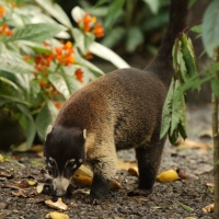 Ostronos białonosy - Nasua narica - White-nosed coati