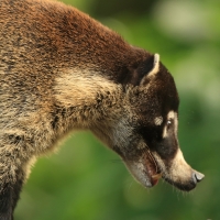Ostronos białonosy - Nasua narica - White-nosed coati