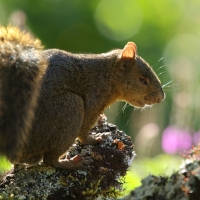 Wiewiórka rudoogonowa - Sciurus granatensis - Red-tailed squirrel