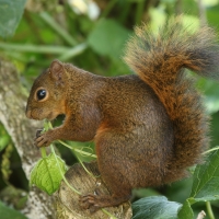 Wiewiórka rudoogonowa - Sciurus granatensis - Red-tailed squirrel