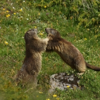 Świstak - Marmota marmota - Alpine marmot
