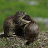 Świstak - Marmota marmota - Alpine marmot