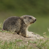 Świstak - Marmota marmota - Alpine marmot