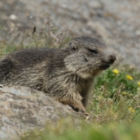 Świstak - Marmota marmota - Alpine marmot