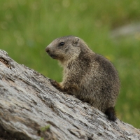 Świstak - Marmota marmota - Alpine marmot