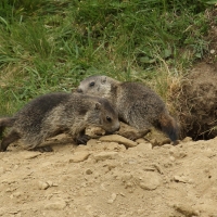 Świstak - Marmota marmota - Alpine marmot