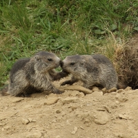 Świstak - Marmota marmota - Alpine marmot
