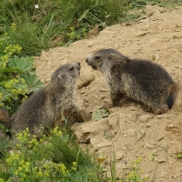 Świstak - Marmota marmota - Alpine marmot
