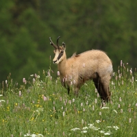 Kozica - Rupicapra rupicapra - Alpine chamois
