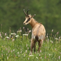 Kozica - Rupicapra rupicapra - Alpine chamois