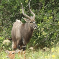 Niala grzywiasta - Tragelaphus angasii - Nyala 