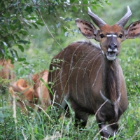 Niala grzywiasta - Tragelaphus angasii - Nyala 