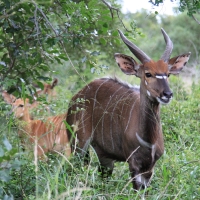 Niala grzywiasta - Tragelaphus angasii - Nyala 