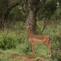 Impala zwyczajna - Aepyceros melampus - Impala