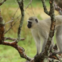 Kotawiec sawannowy - Chlorocebus pygerythrus - Vervet monkey