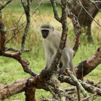 Kotawiec sawannowy - Chlorocebus pygerythrus - Vervet monkey