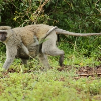 Kotawiec sawannowy - Chlorocebus pygerythrus - Vervet monkey