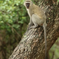 Kotawiec sawannowy - Chlorocebus pygerythrus - Vervet monkey