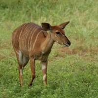 Niala grzywiasta - Tragelaphus angasii - Nyala 