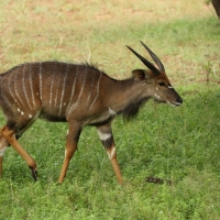 Niala grzywiasta - Tragelaphus angasii - Nyala 