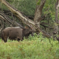 Niala grzywiasta - Tragelaphus angasii - Nyala 