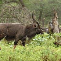 Niala grzywiasta - Tragelaphus angasii - Nyala 